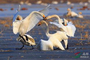 天鹅恋,永恒的爱情传说